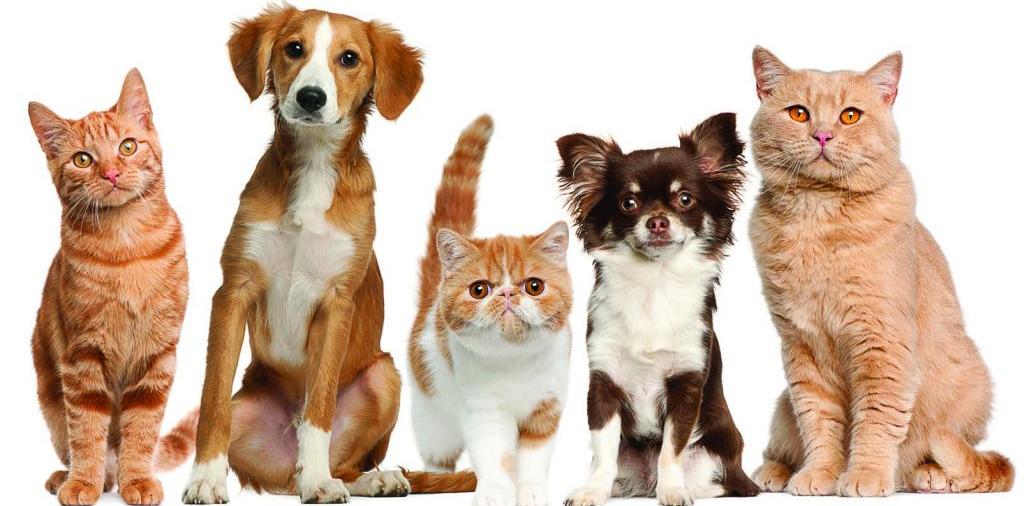 Доска объявлений о животных | ЗооТом - продажа, вязка и услуги для животных в Людиново