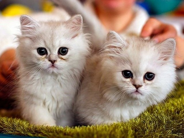 Породы кошек в Людиново | ЗооТом портал о животных
