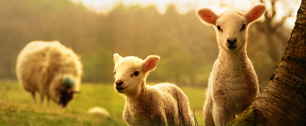 Объявления о сельскохозяйственных животных | ЗооТом - продажа, вязка и услуги для животных в Людиново