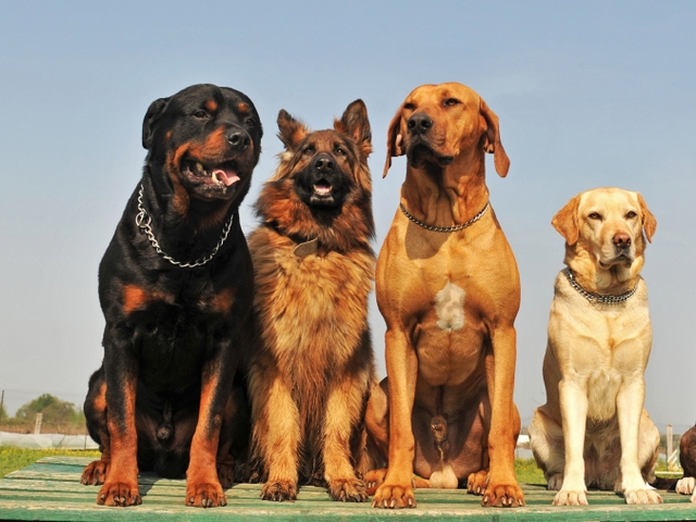 Крупные породы собак в Людиново | ЗооТом портал о животных